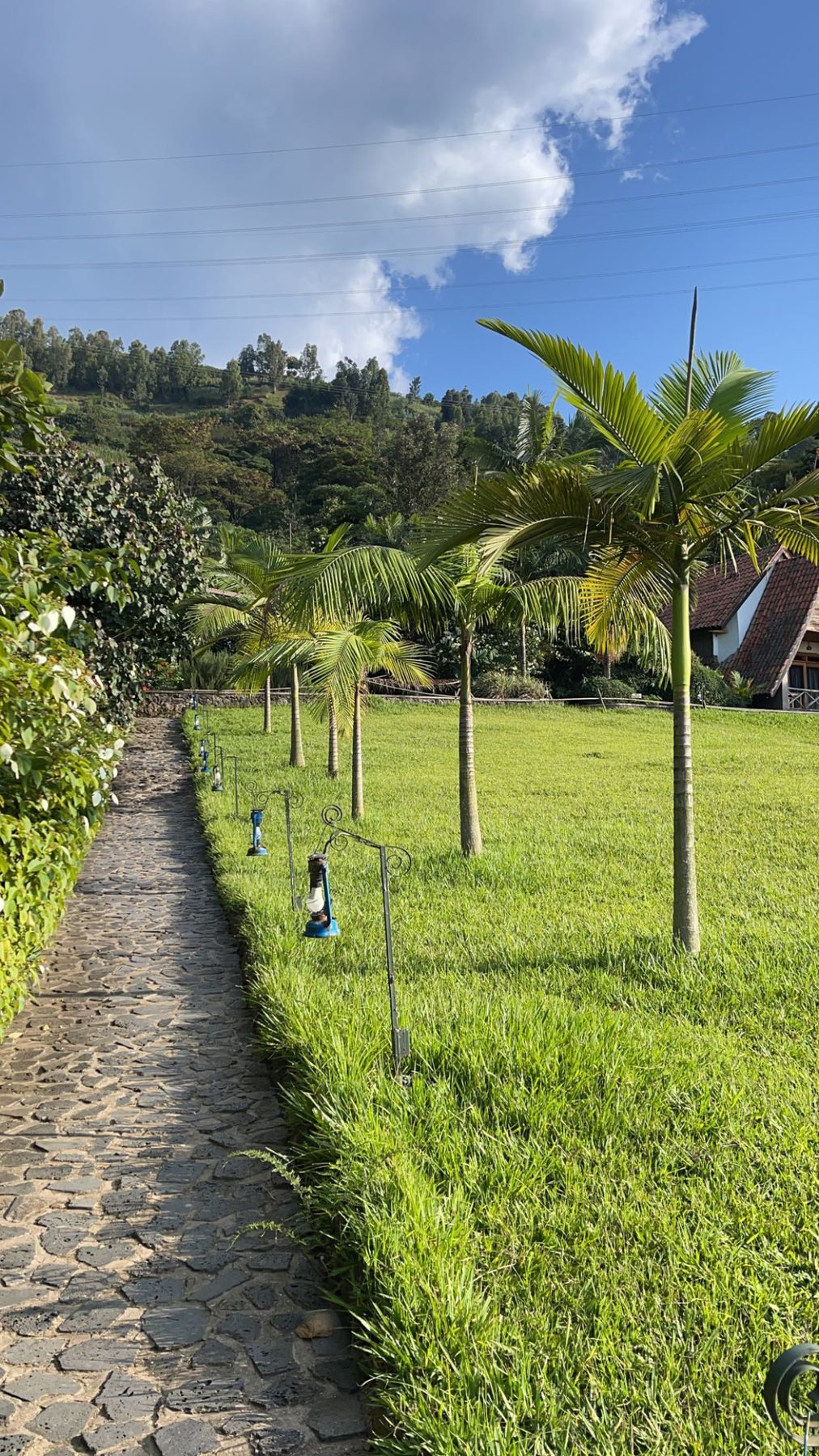 Palm-lined path through a garden in Rwanda