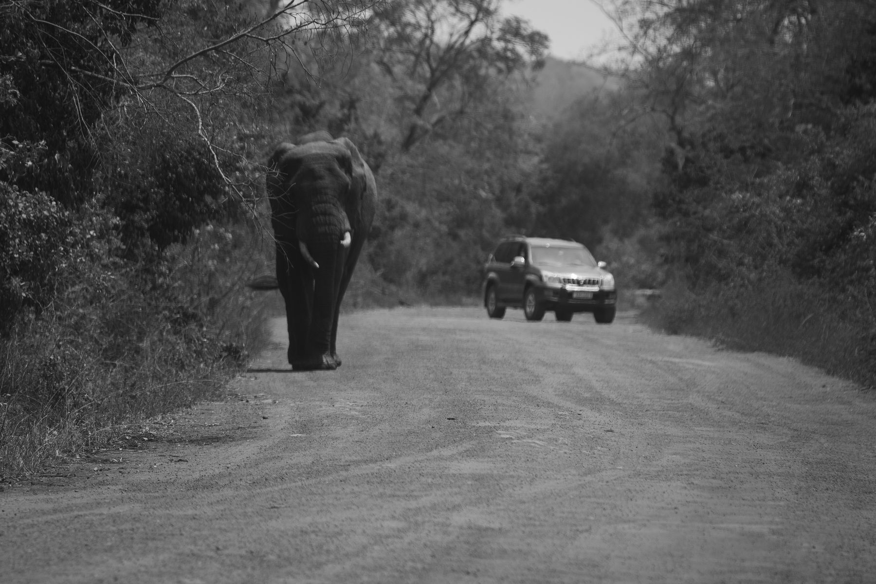 Elephant walking toward a safari vehicle on a forest road