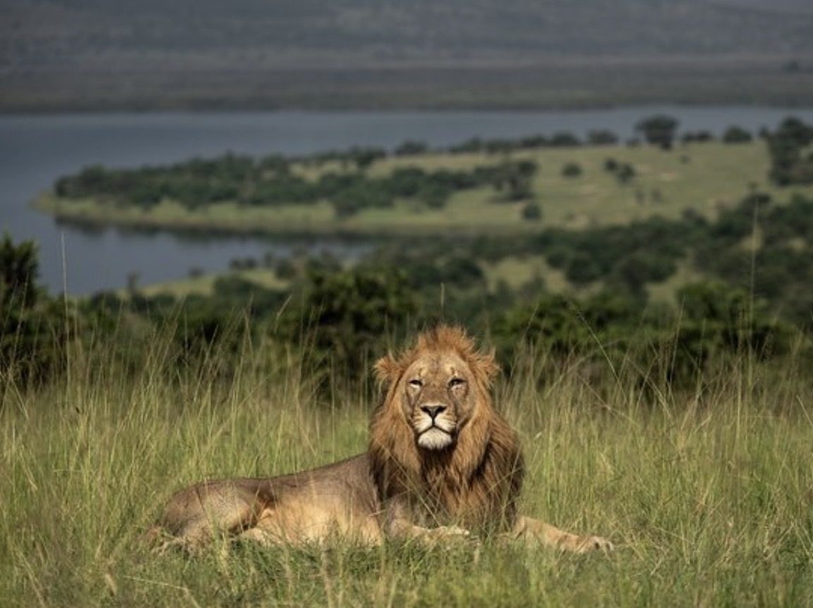Male lion resting in grass near a lake during an East African safari