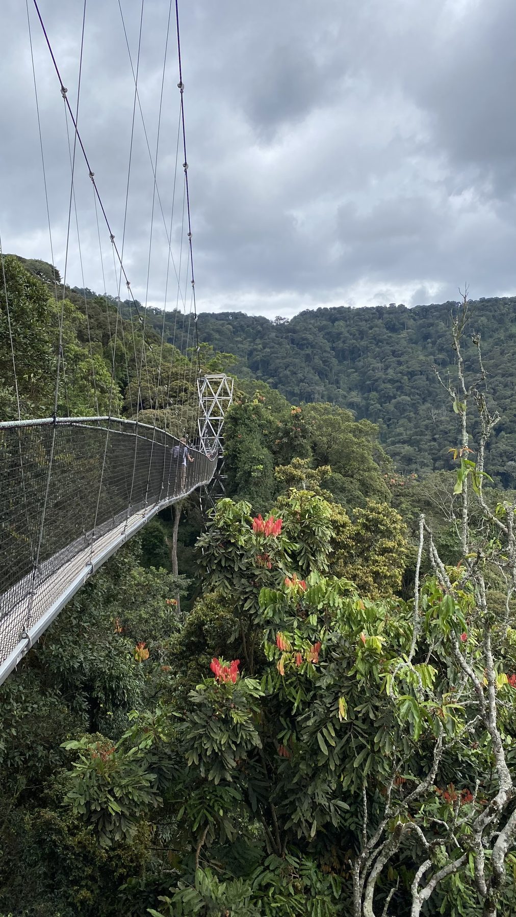 Visitor crossing the suspended canopy walkway in Nyungwe Forest, Rwanda